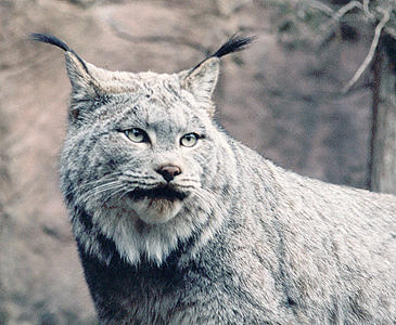 Lynx.jpg