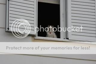 catonthewindow2.jpg