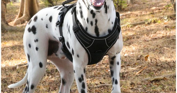 animal.gr