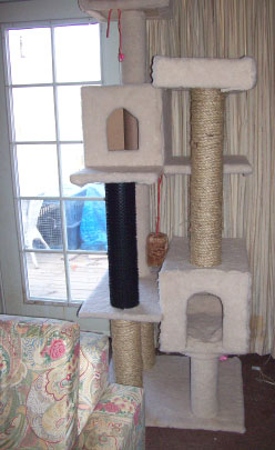 cattree.jpg