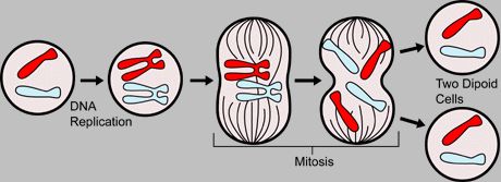 mitosis.jpg