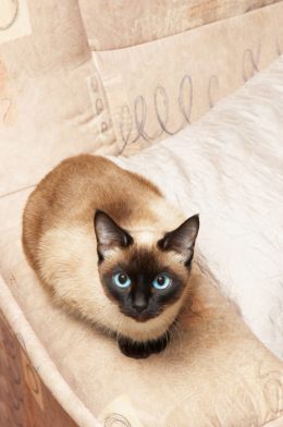 traditional-siamese-11.jpg