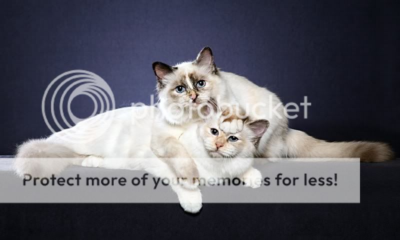 birman-cats-picture.jpg