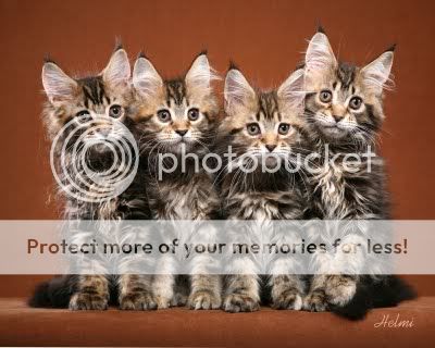 Maine-Coon-Kittens.jpg