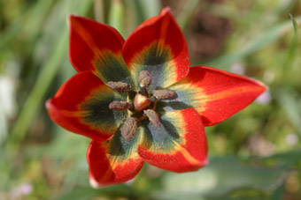 Tulipa_hageri-1.jpg