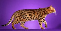 brown-spotted-tabby12.jpg