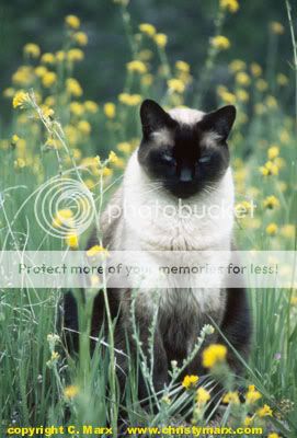 siamese_in_flowers.jpg