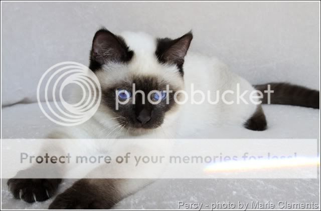 AppleheadSiamesecatPercy8.jpg