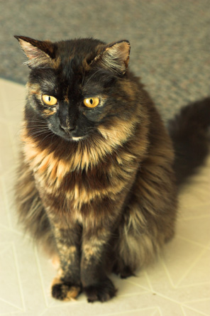 tortoise-shell-cat.jpg