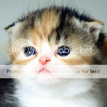 ScottishFoldCatKitten.jpg