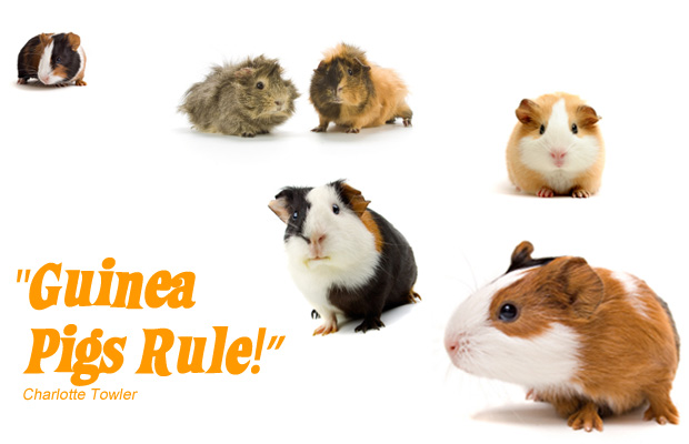 home-page-guinea-pigs.jpg