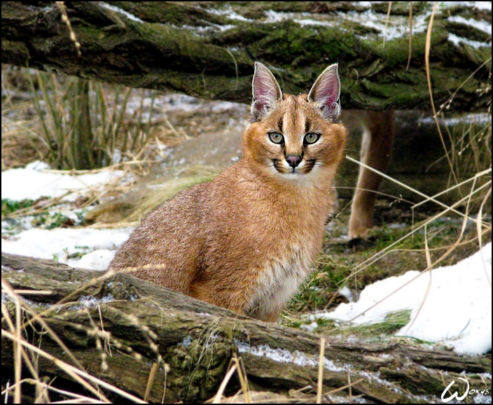 Smiling_baby_caracal_by_woxys.jpg