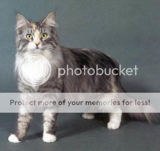 maine-coon-cats.jpg
