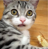 Surprised+Kitty.jpg