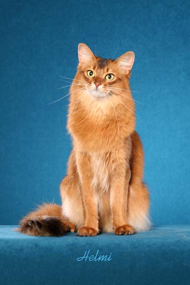 somali-cat-picture-2.jpg