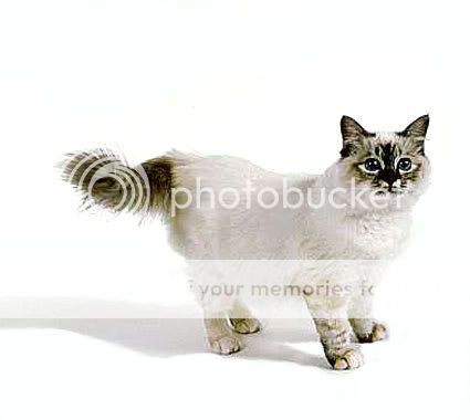 birman-1.jpg