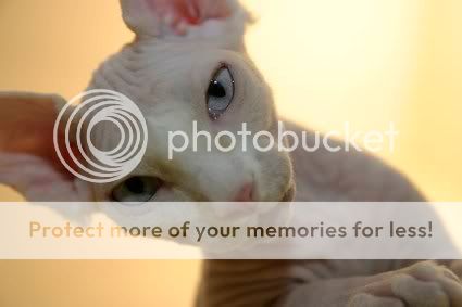 sphynx-cat-header.jpg