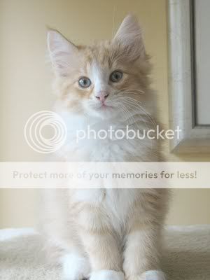 NorwegianForestKitten.jpg