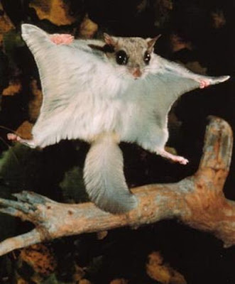flying_squirrel.jpg