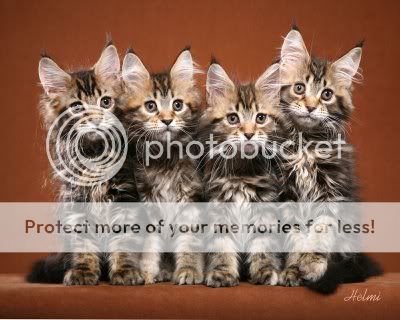 Maine-Coon-Kittens.jpg