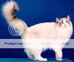 ragdoll.jpg