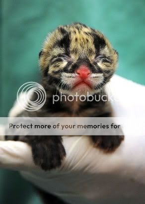 ap_leopard_cub_02_090325_ssv.jpg
