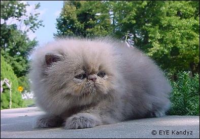 lilacpersiankitten.jpg