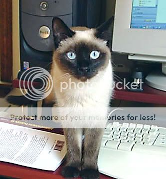 traditional-siamese-0008.jpg