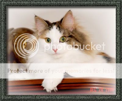 NorwegianForestCatGilda.jpg
