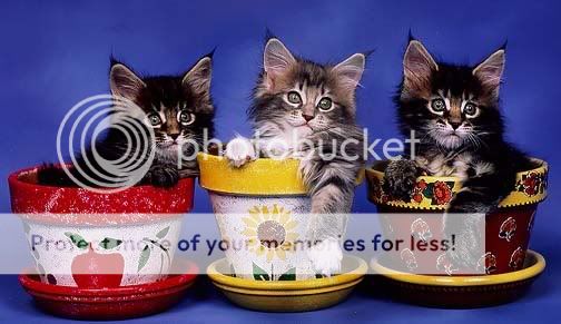 kitten-pots.jpg