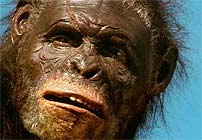 australopithecusafarensis.jpg