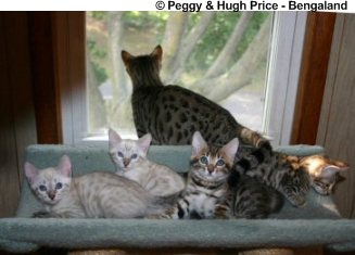 bengal-kittens-bengaland.jpg