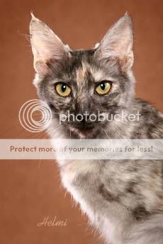 turkish-angora-cat-5.jpg