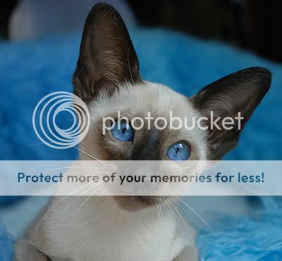 sealpointsiamesekitten1.jpg