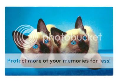 NP-00108-CSiamese-Kittens-Posters.jpg
