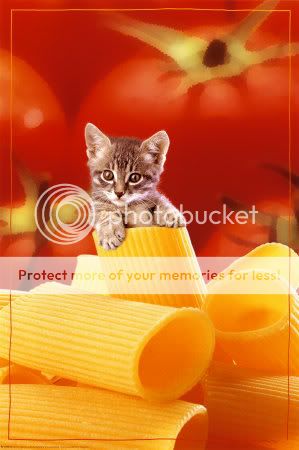 2400-4814Kitten-Posters.jpg