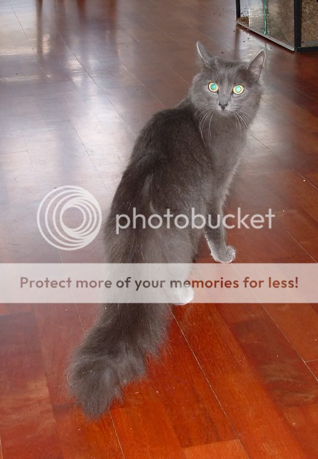 Nebelung6.jpg