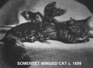 wingedcat2.jpg