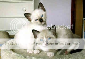 snowshoe-cat-0066.jpg