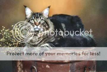 maine-coon-0010.jpg