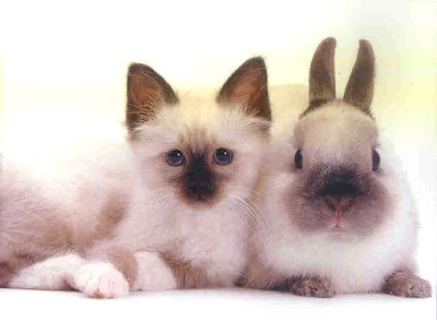 Cat+Rabbit2.jpg